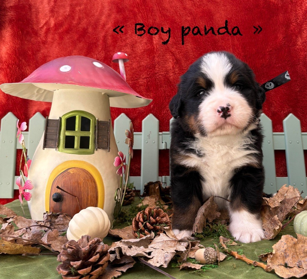 du domaine des matalis - Chiots disponibles - Bouvier Bernois