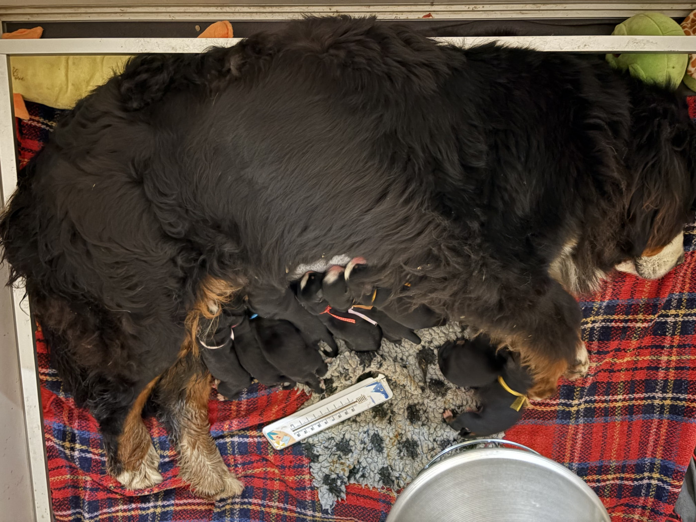 Chiot Bouvier Bernois du domaine des matalis