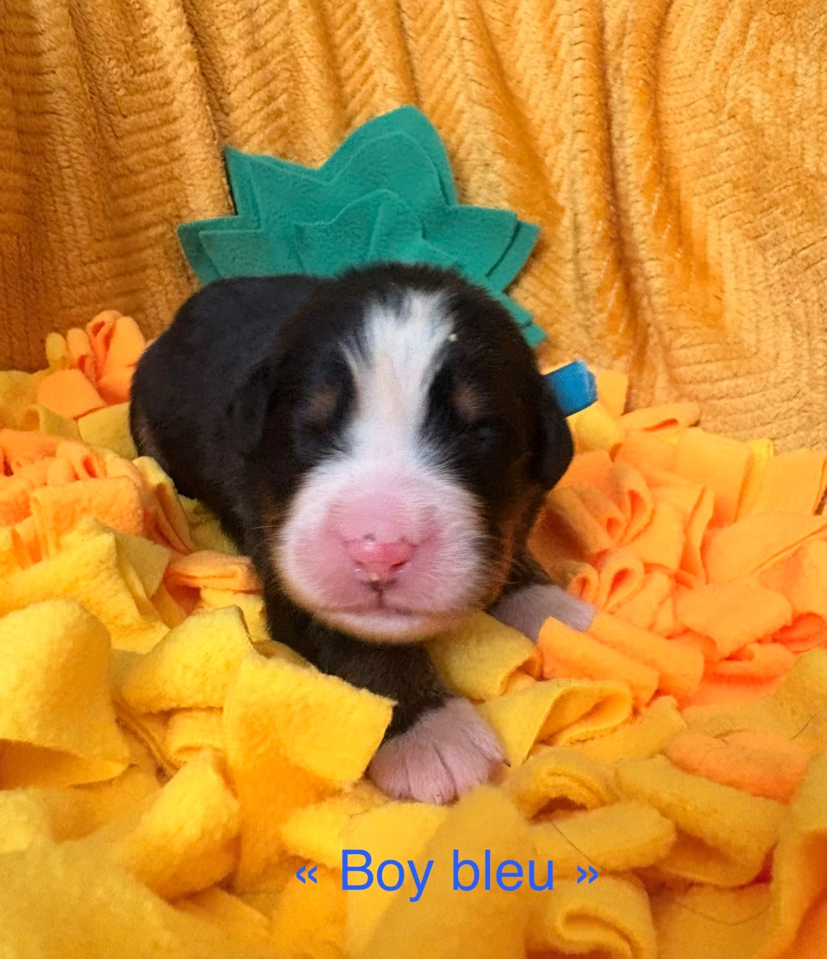 du domaine des matalis - Chiots disponibles - Bouvier Bernois