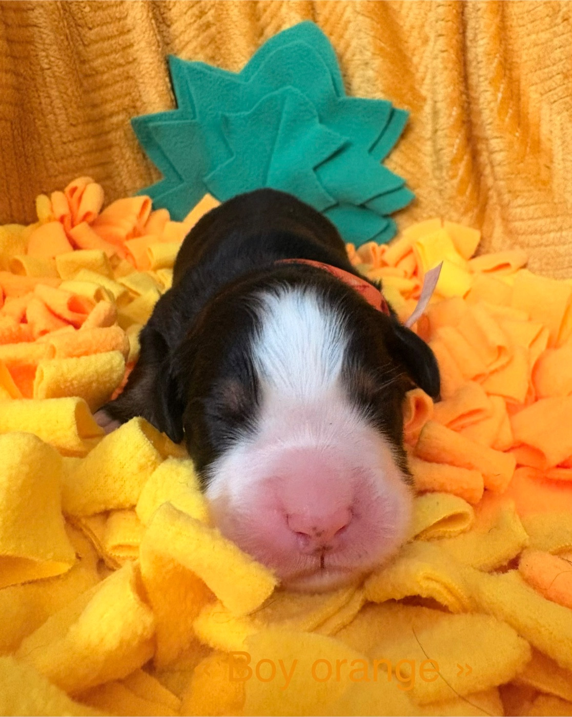 du domaine des matalis - Chiots disponibles - Bouvier Bernois