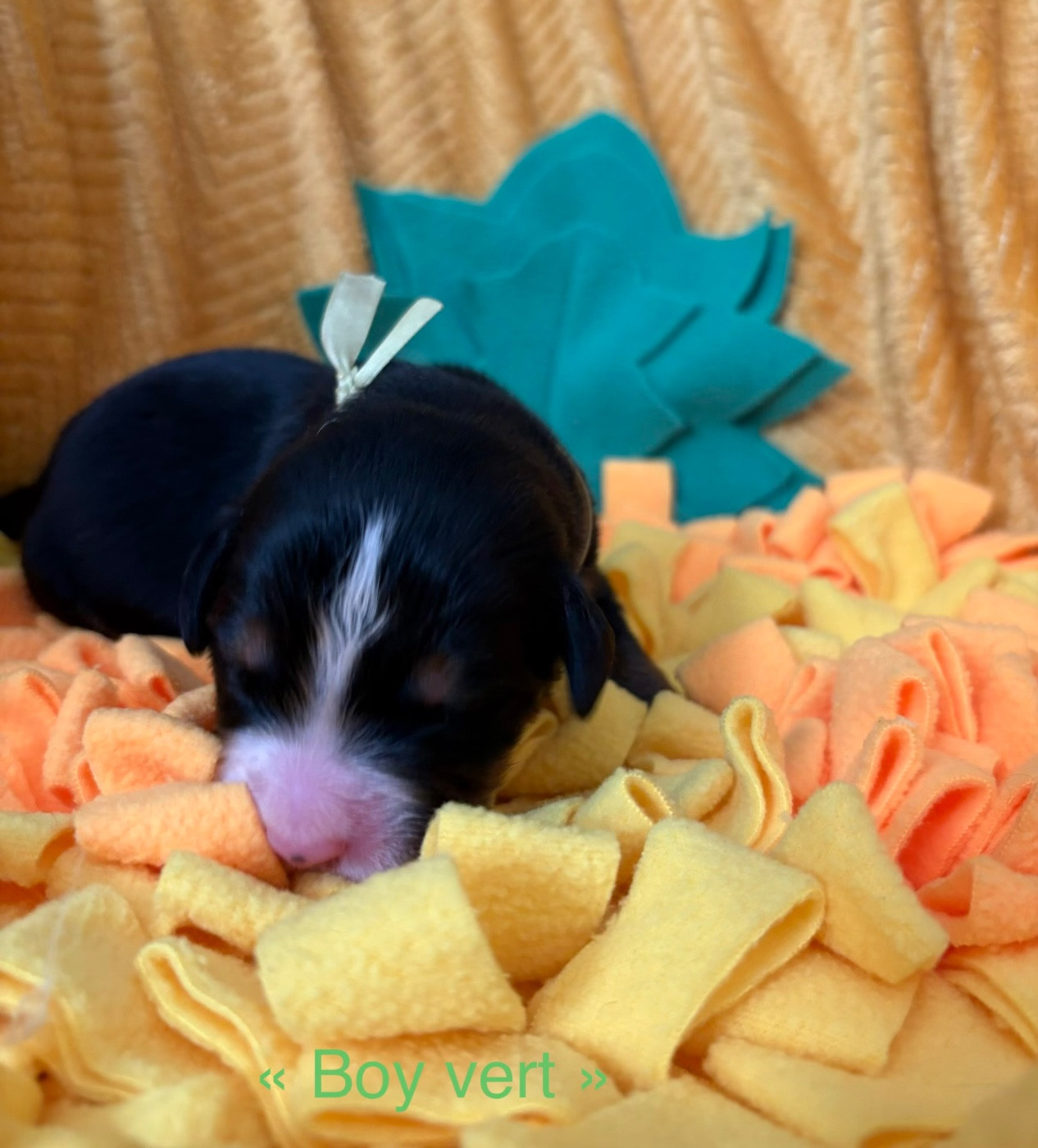 du domaine des matalis - Chiots disponibles - Bouvier Bernois