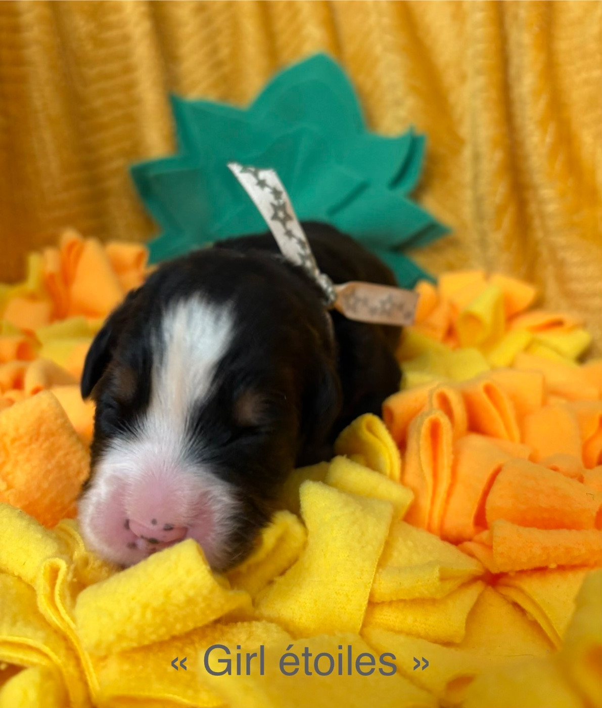 du domaine des matalis - Chiots disponibles - Bouvier Bernois