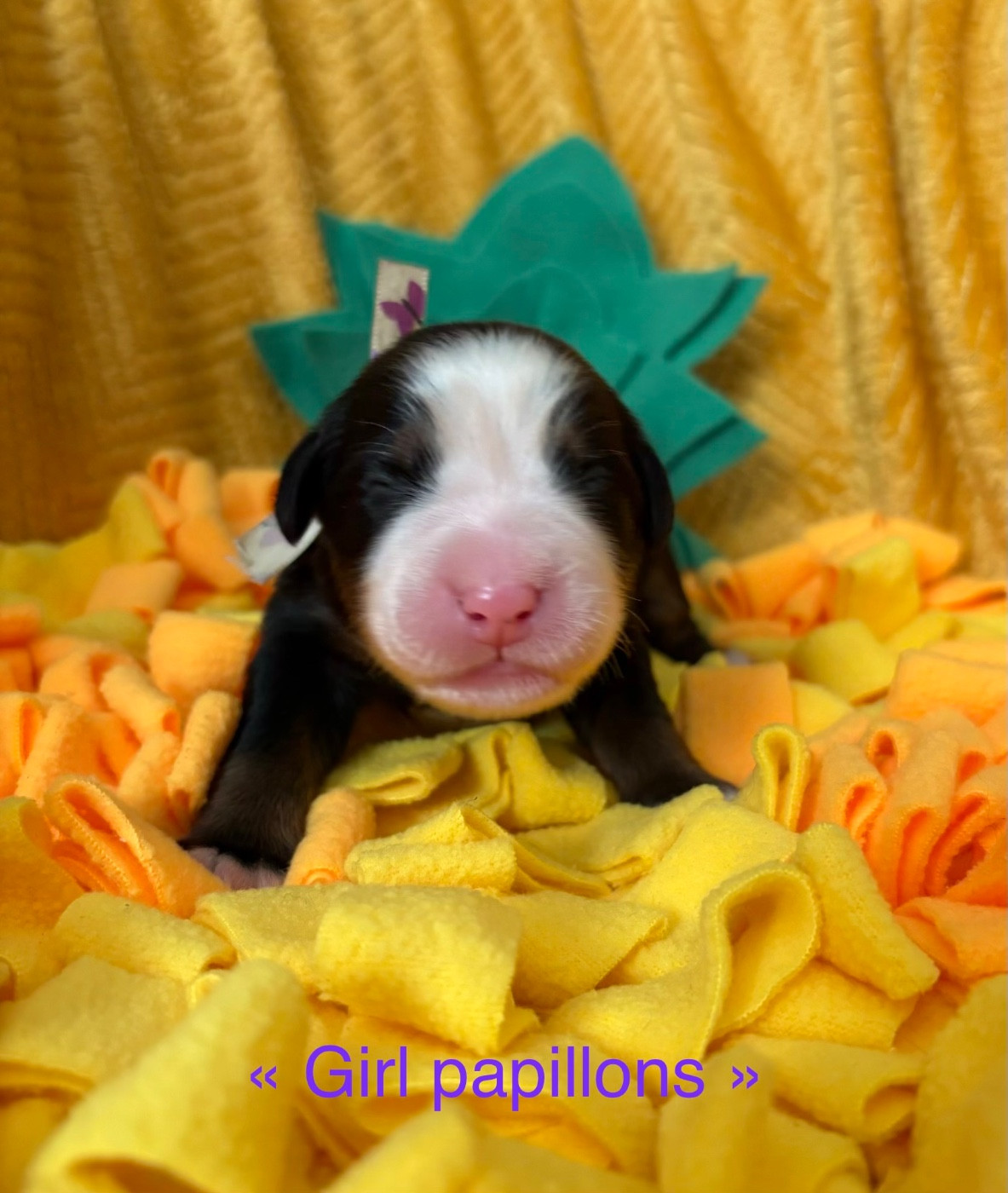 du domaine des matalis - Chiots disponibles - Bouvier Bernois