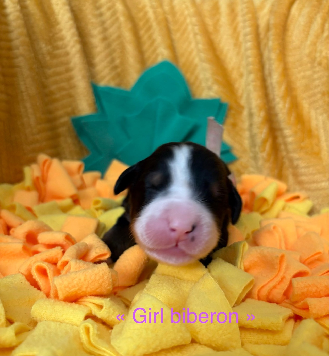 du domaine des matalis - Chiots disponibles - Bouvier Bernois