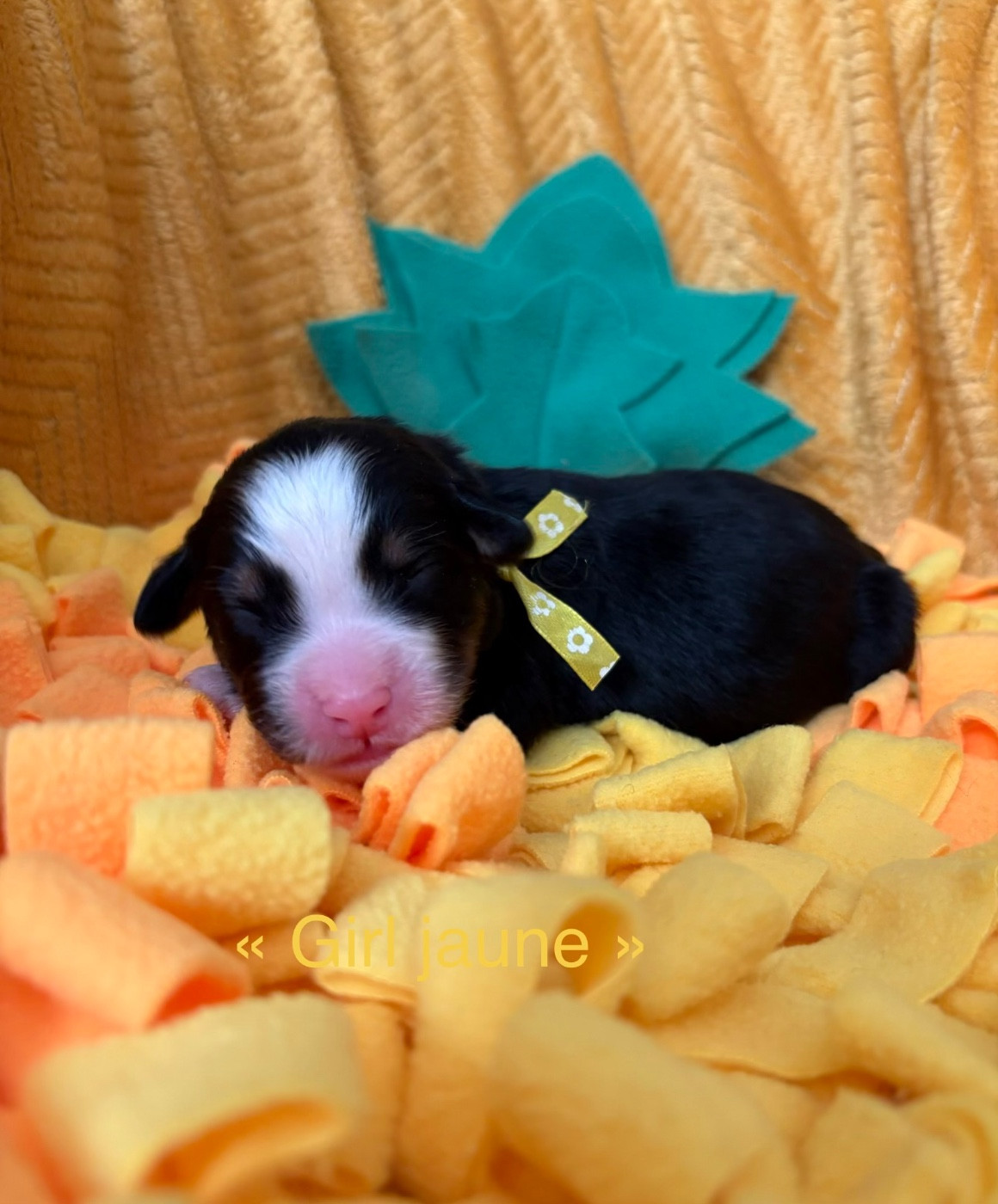 du domaine des matalis - Chiots disponibles - Bouvier Bernois