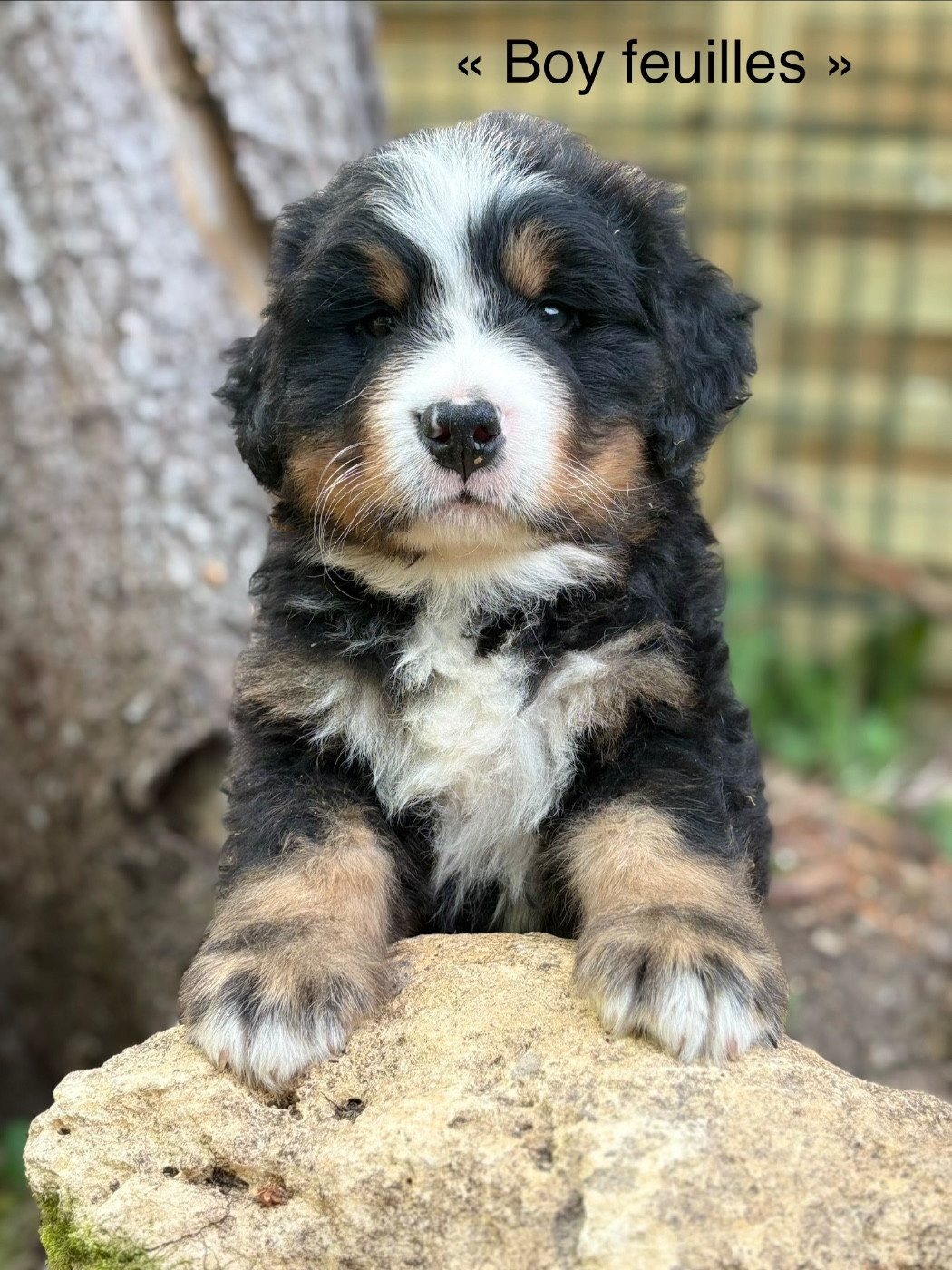 du domaine des matalis - Chiots disponibles - Bouvier Bernois