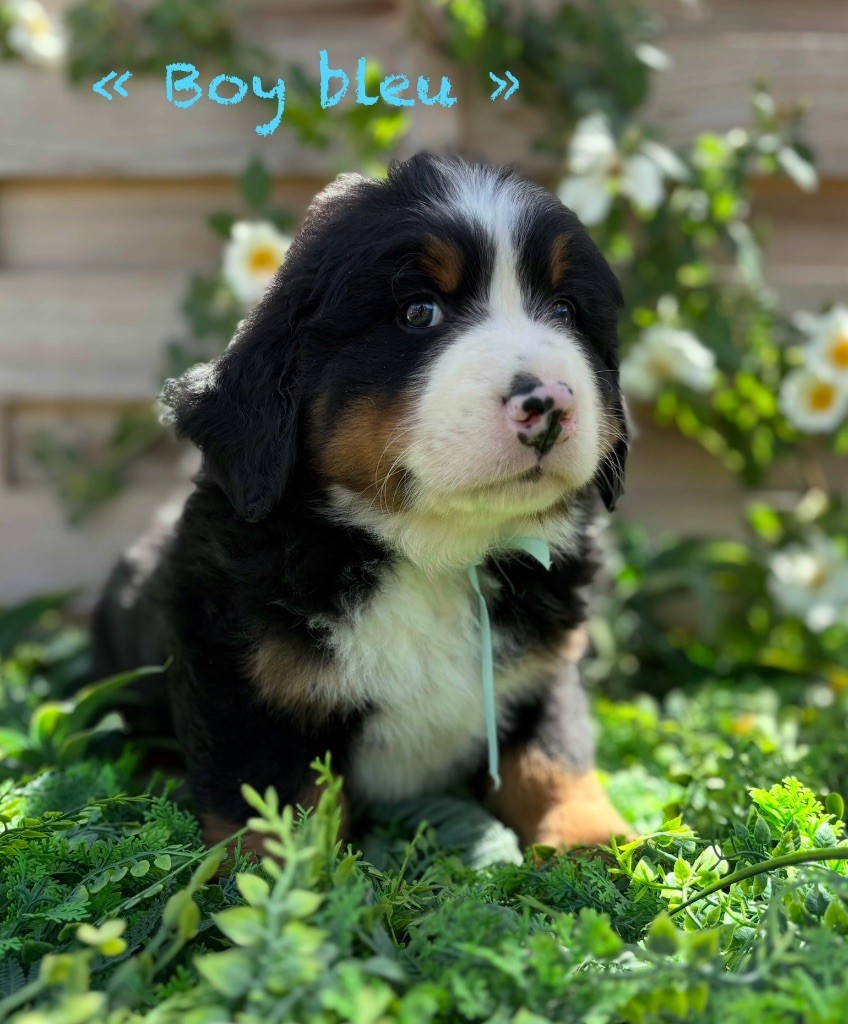 du domaine des matalis - Chiots disponibles - Bouvier Bernois